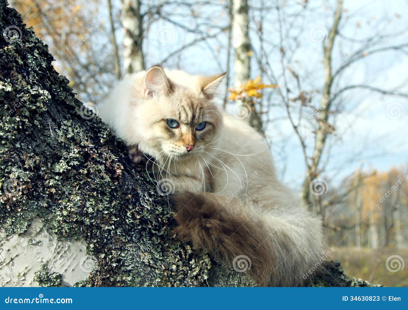 Siberian Cat in a Autumn Forest Stock Image Image of forest, trees