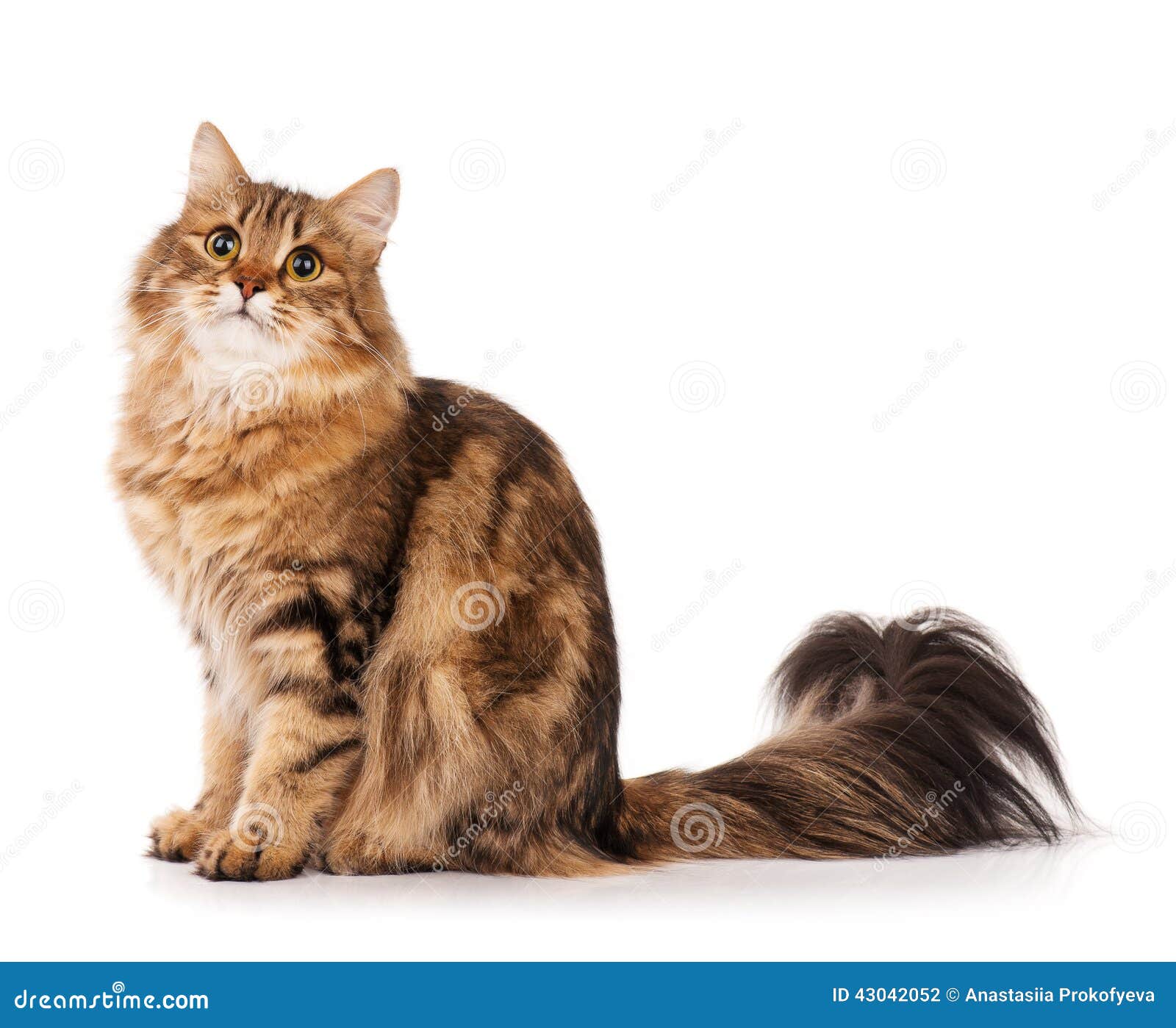 siberian cat