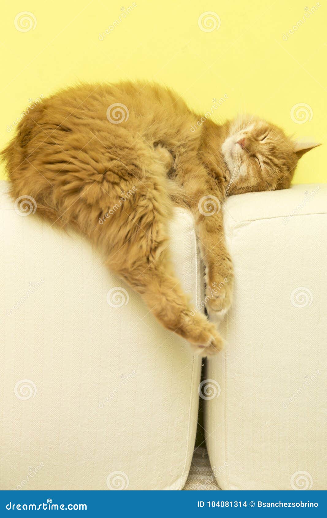 Siberian cat dropped stock photo. Image of sleep, feline 104081314