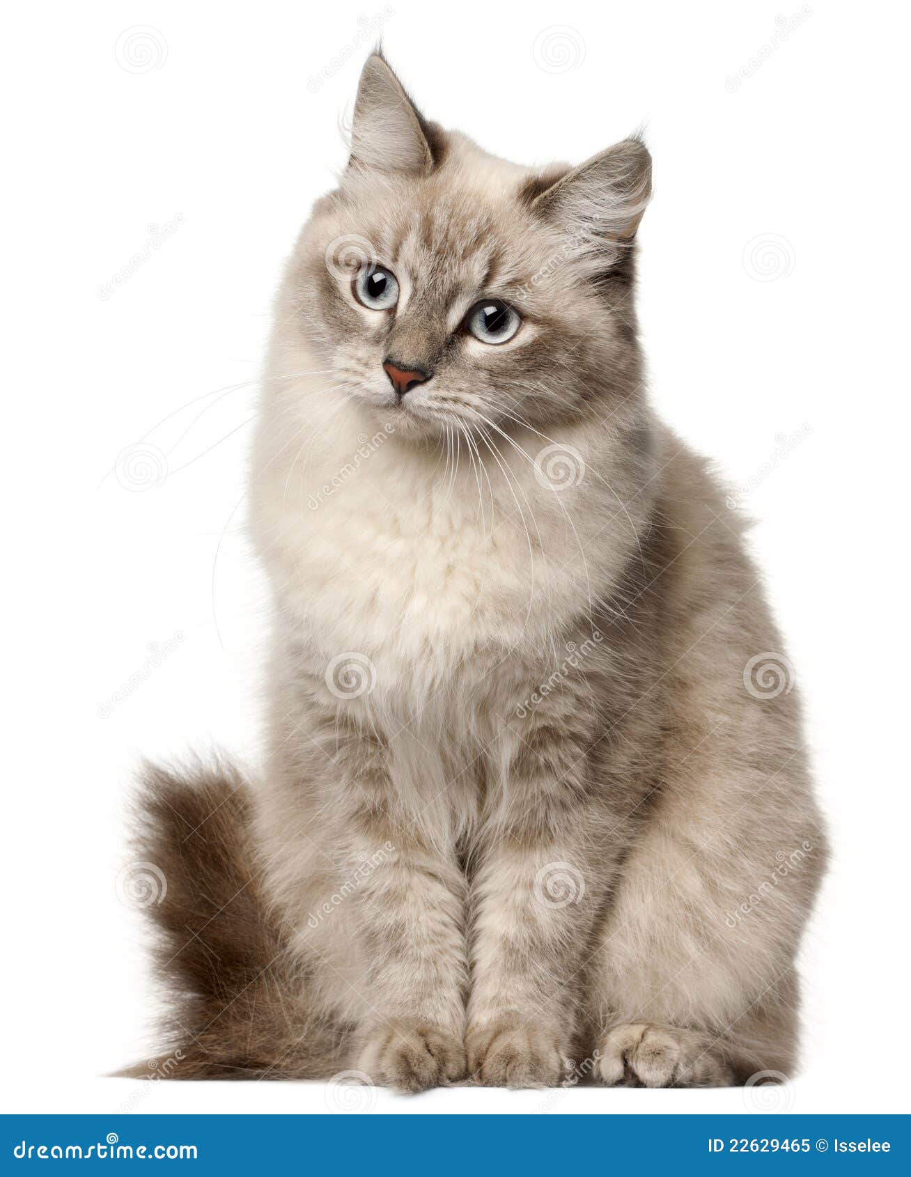 siberian cat, sitting in front of white background