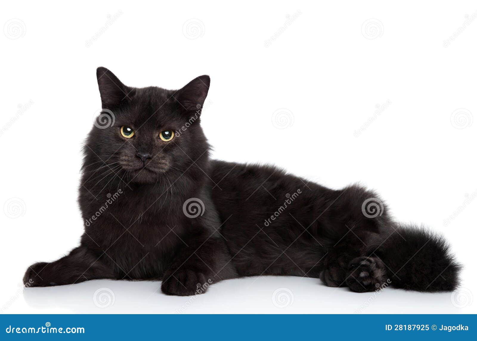 siberian cat on a white background
