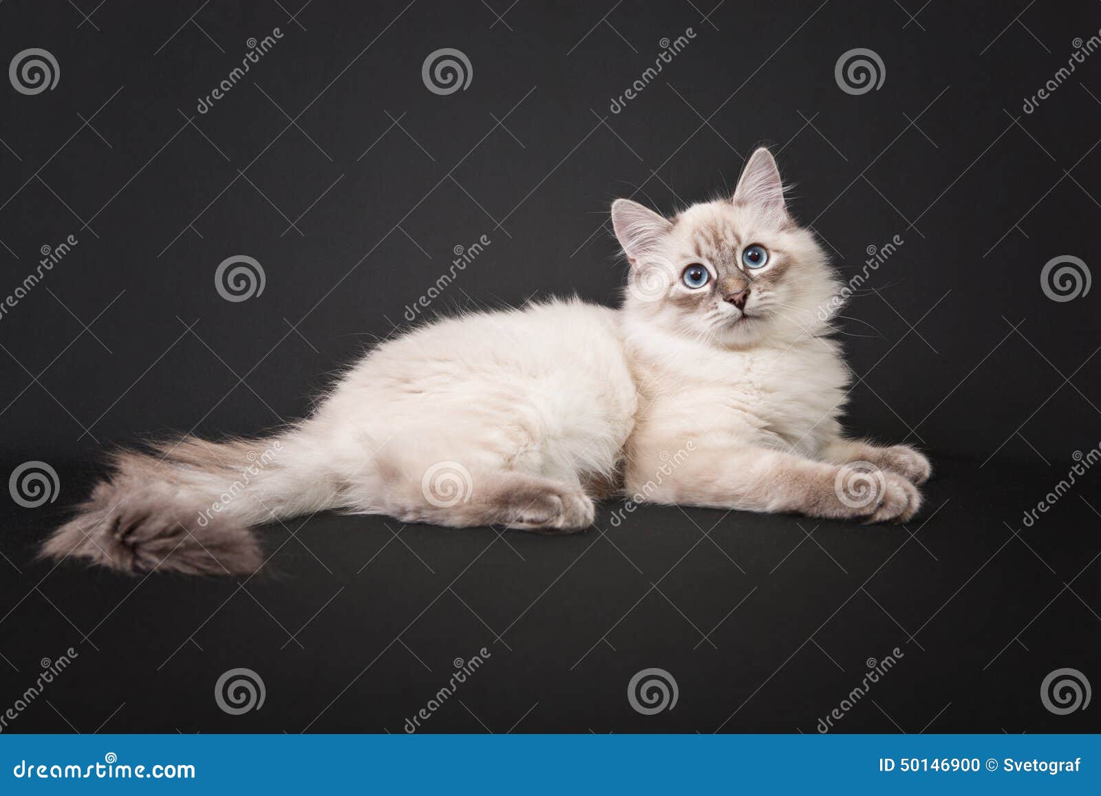 Siberian Forest Kitten on Black Background Stock Photo - Image of small ...