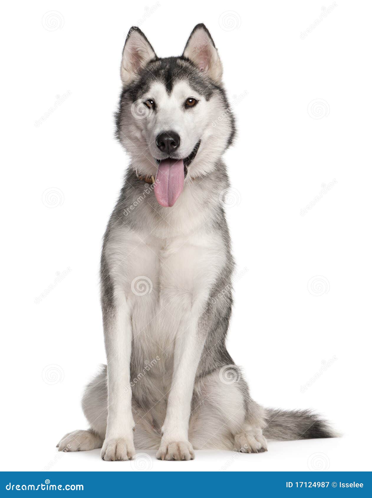 siberian husky, 1 year old, sitting