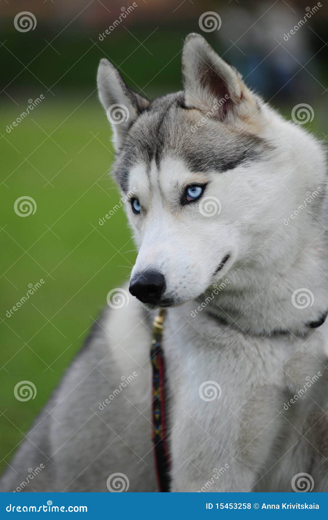 silver siberian husky