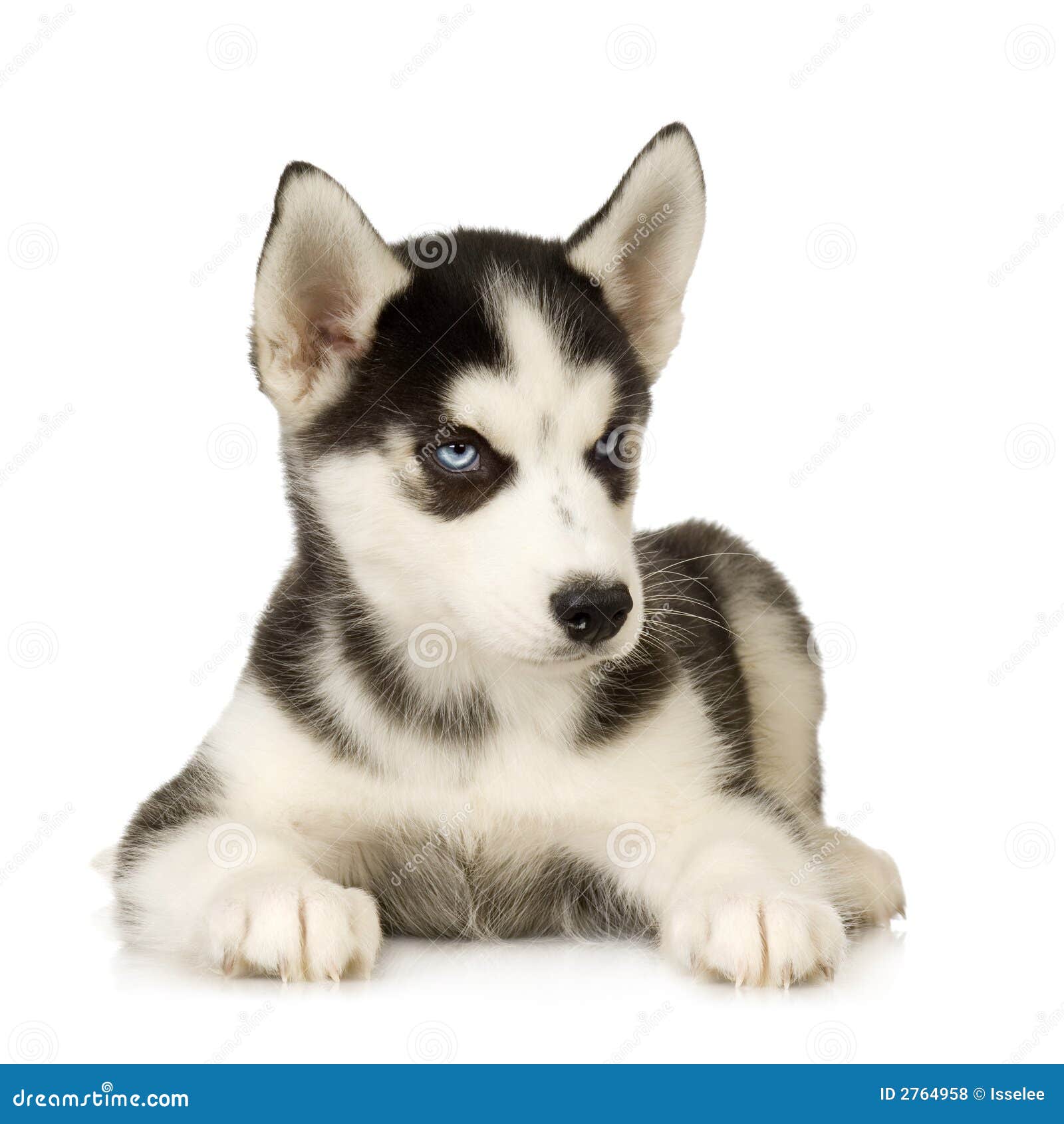 siberian husky