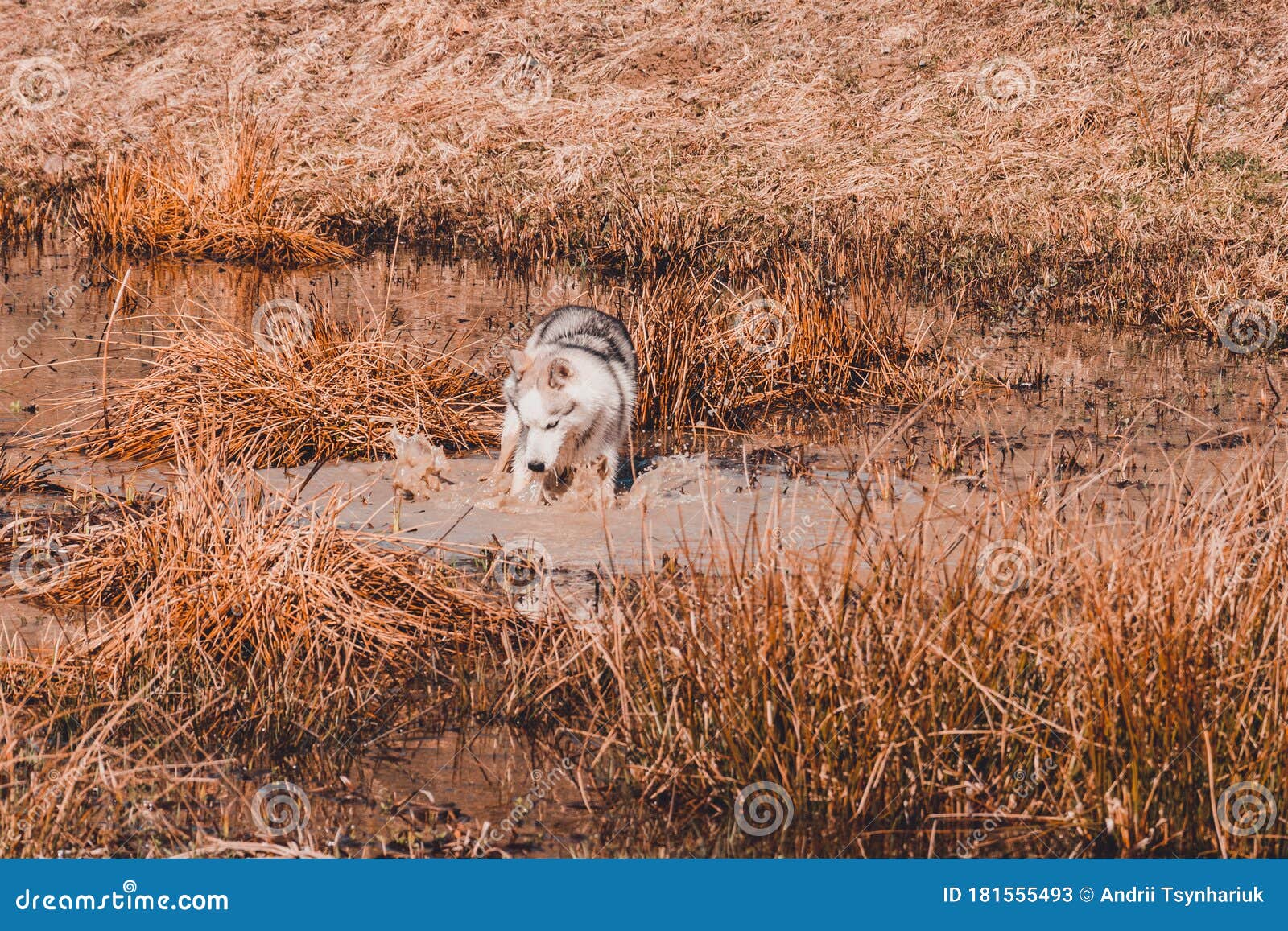 Siberian Husky Breed Dog Is Very Similar To Wild White Wolf Fishing In Pond Stock Image Image Of Grass Coastal Siberian Husky Breed Dog Is Very Similar To Wild White Wolf Fishing In Pond Stock Image Image Of Grass Coastal
