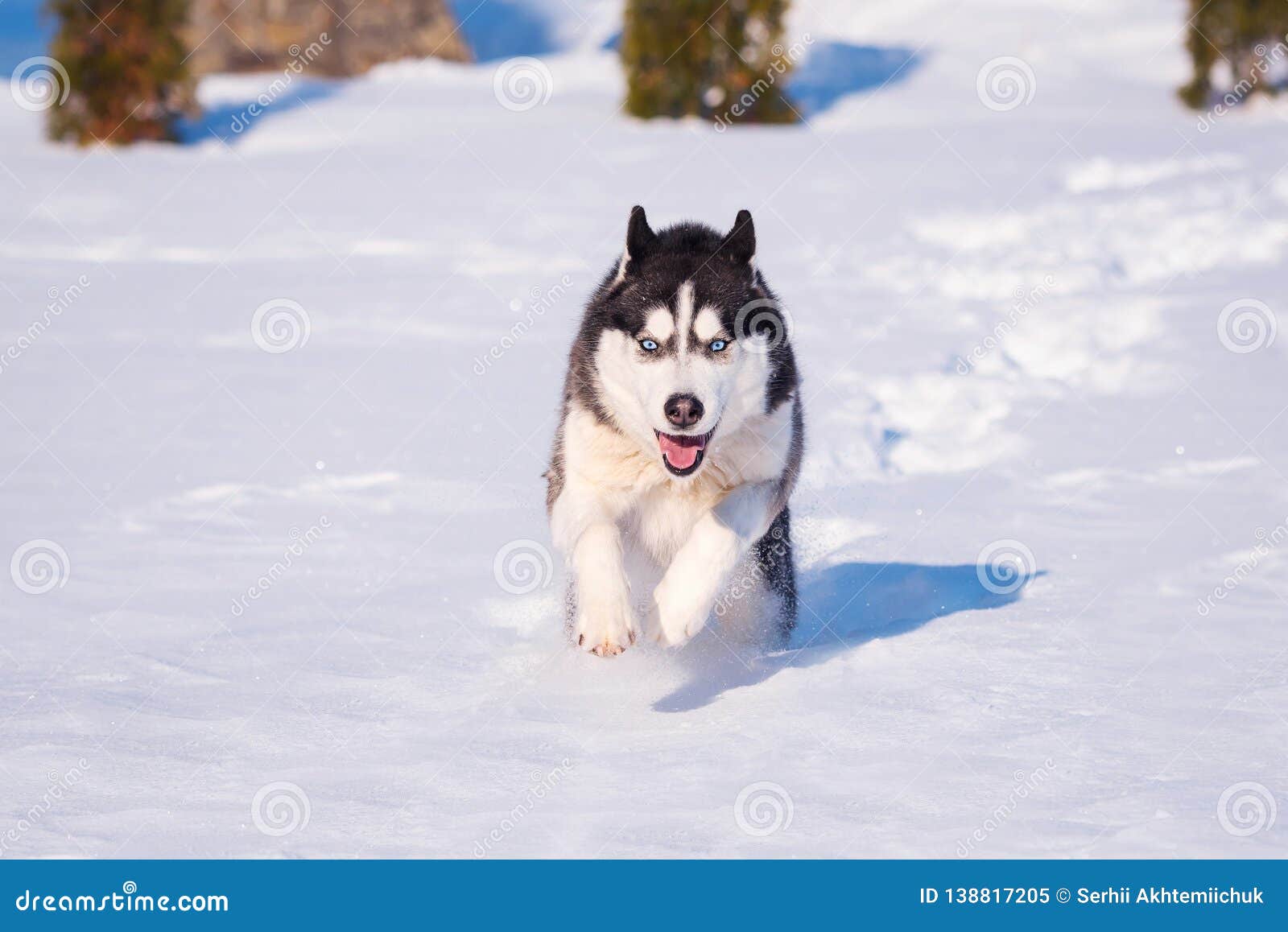 siberian husky conquers snowdrifts