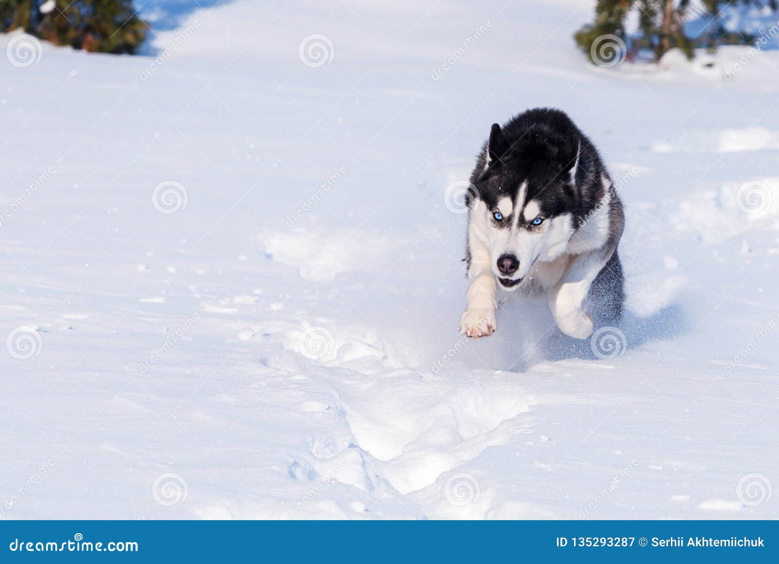 siberian husky conquers snowdrifts