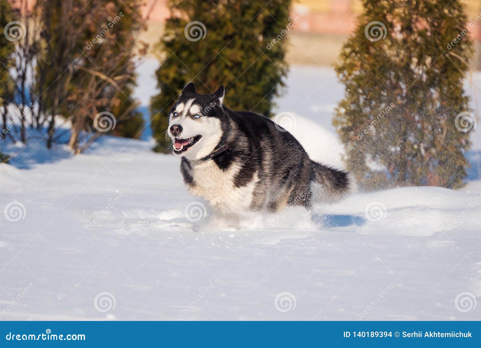 siberian husky conquers snowdrifts