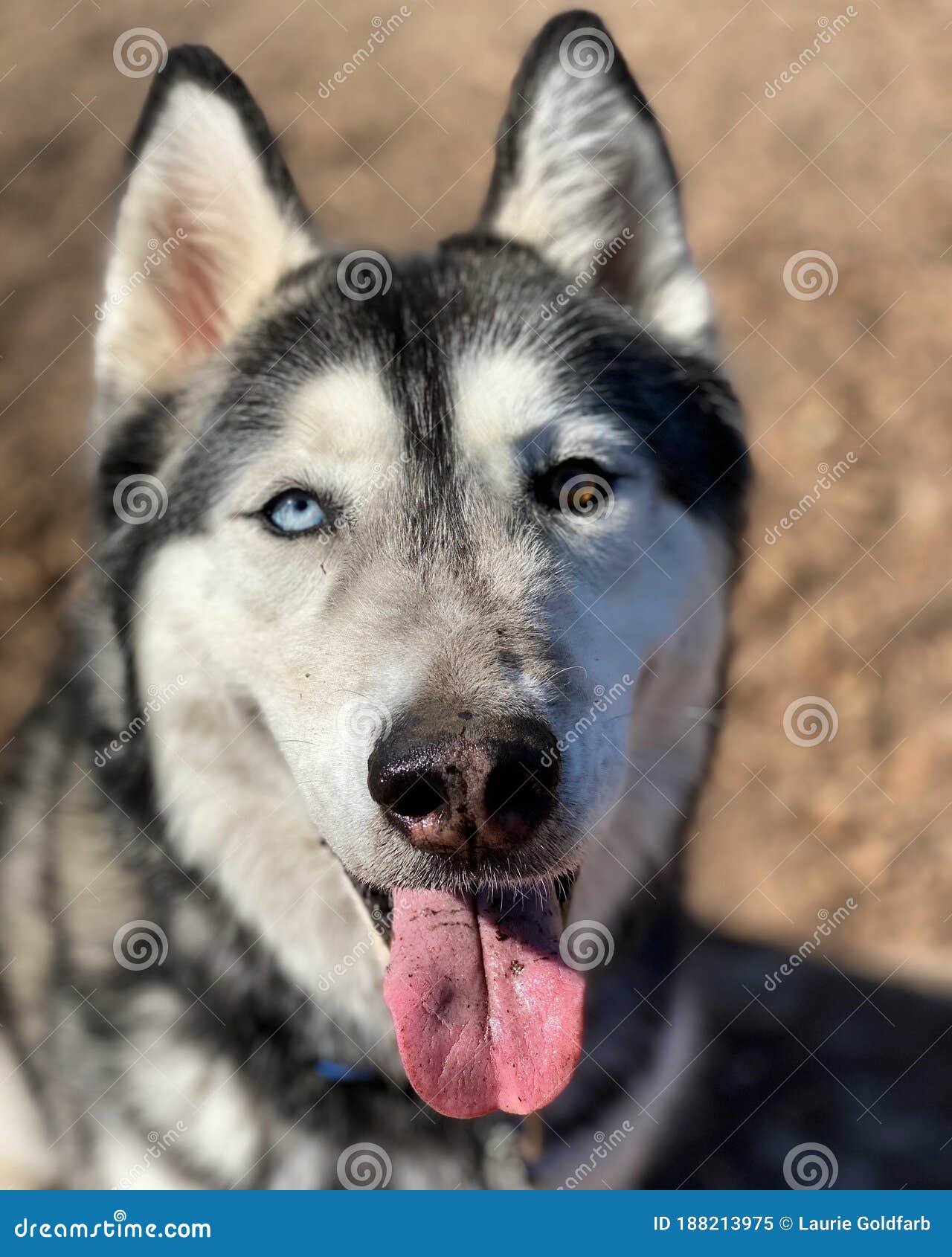 Husky two different colored eyes sales