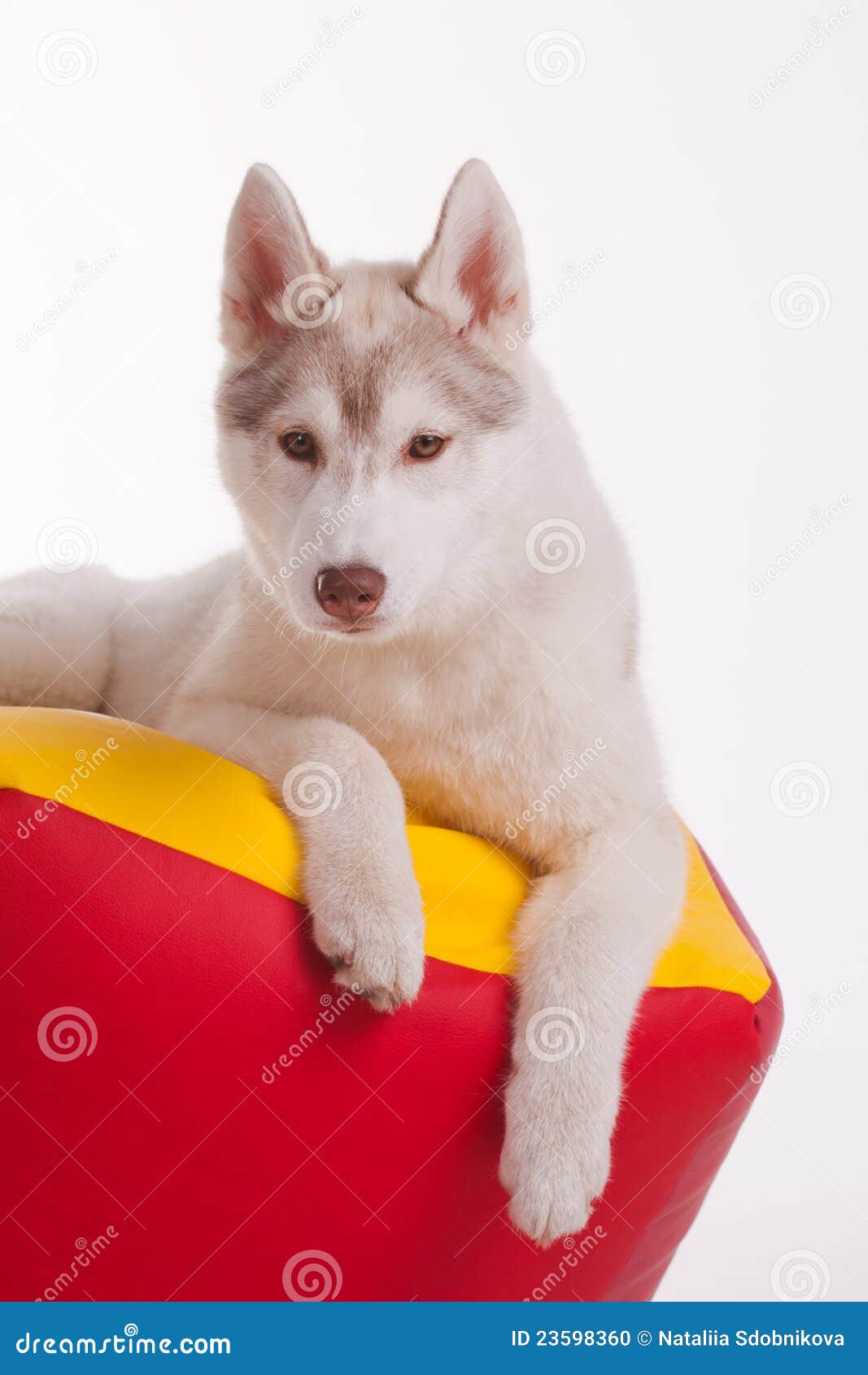 Siberian husky dog stock photo. Image of pale, doggy 23598360
