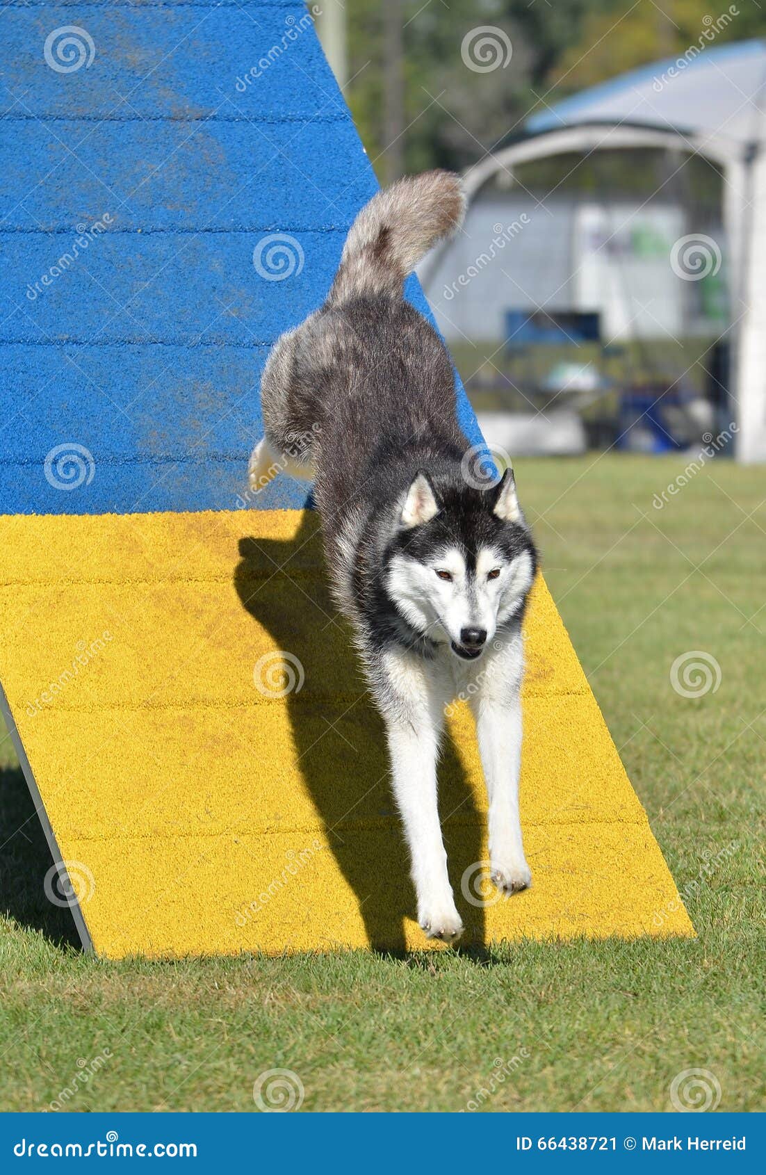Siberian Husky at Dog Agility Trial Stock Image Image of vertical, outdoors 66438721
