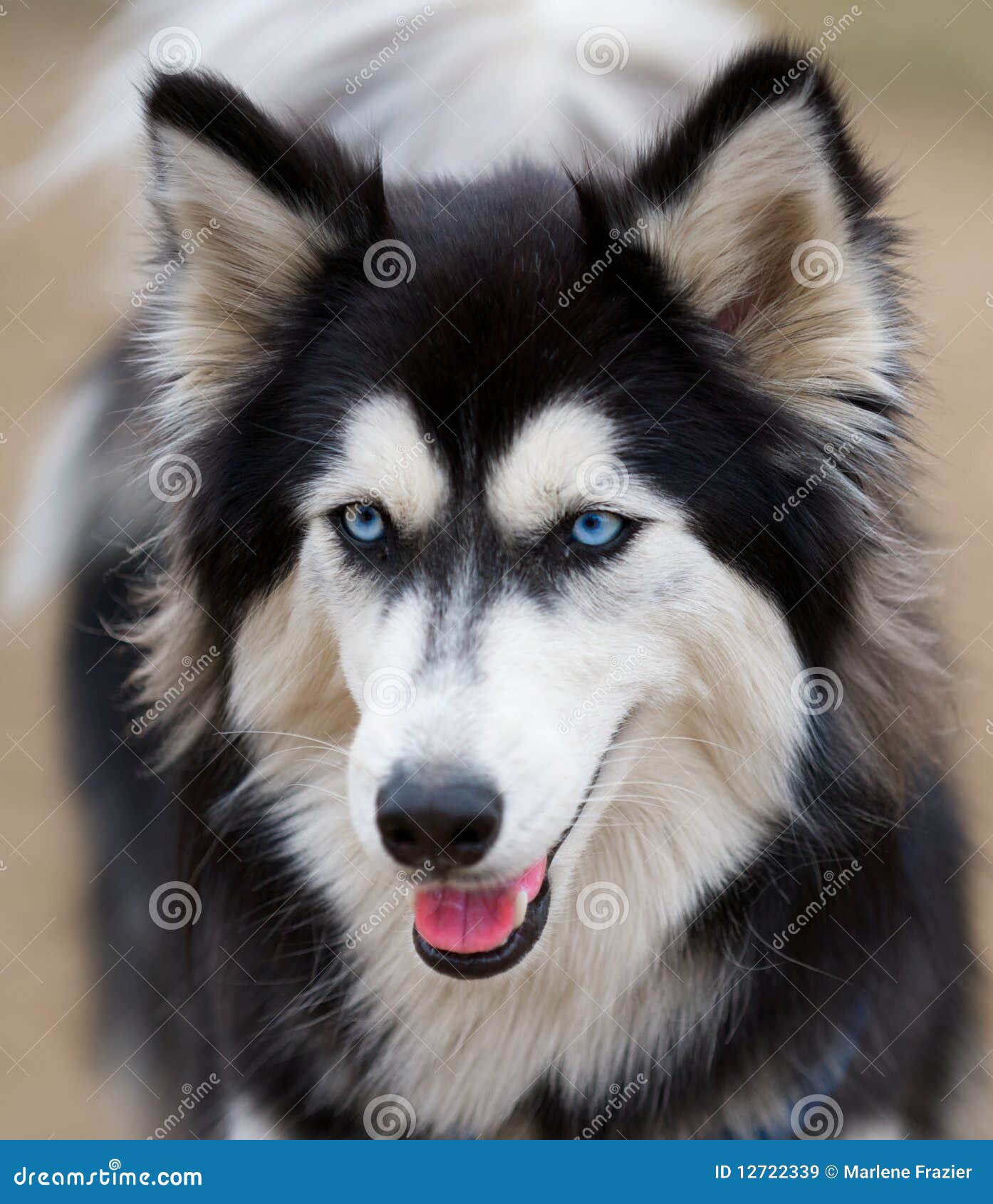 siberian husky dog breed.