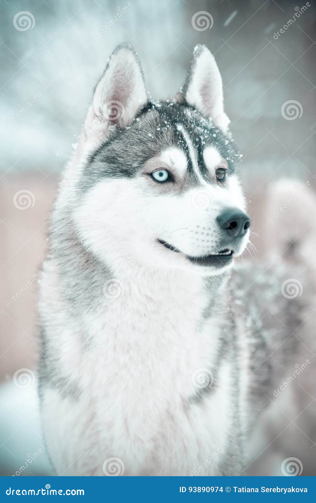 grey white husky