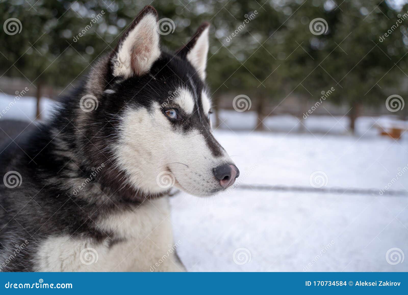 siberian husky animal shelter