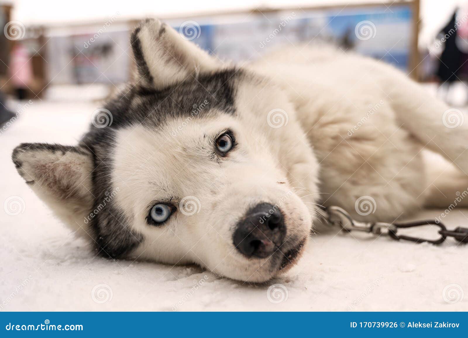 siberian husky animal shelter