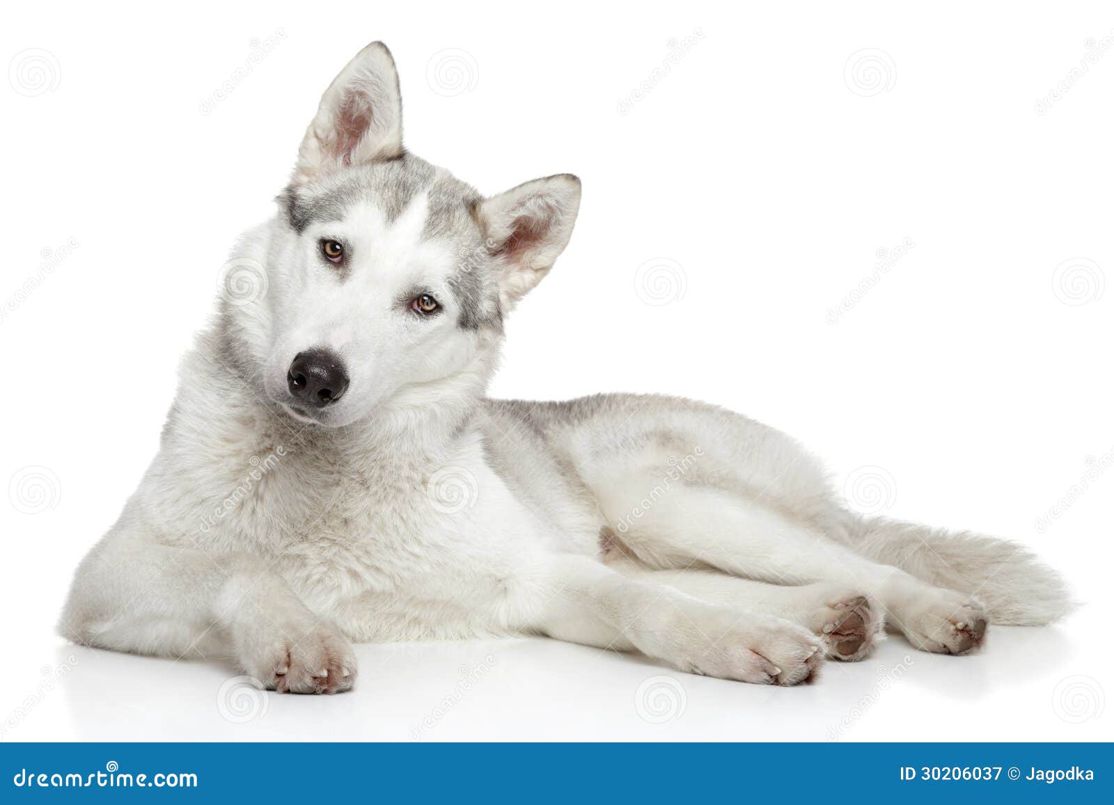 siberian husky dog on white background