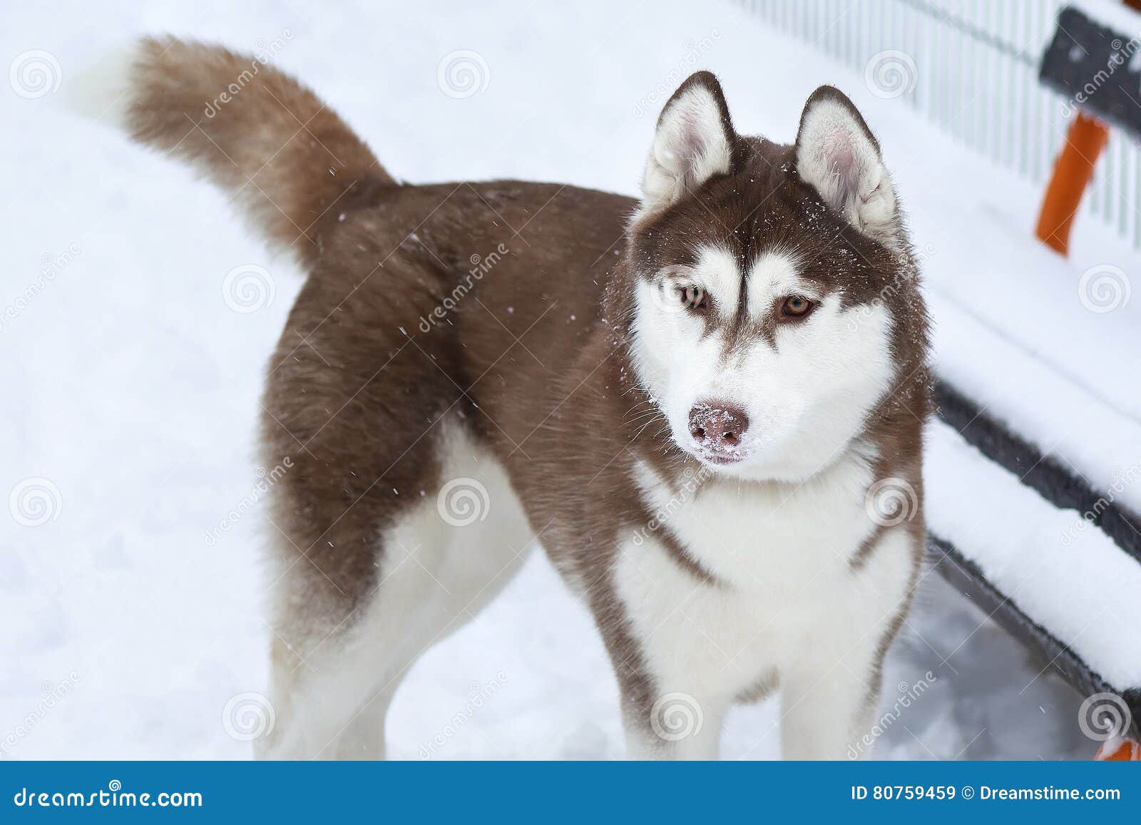 Siberian Husky Dog with Nose in the Snow Stock Image Image of pretty, beautiful 80759459