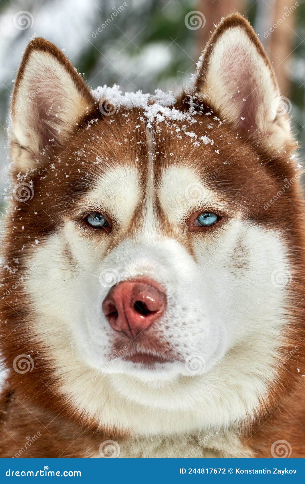 Siberian Husky Dog Portrait Close Up, Siberian Husky Head Front with Red Brown Coat Color and Eyes, Dog Stock Photo - Image of cute, doggy: 244817672