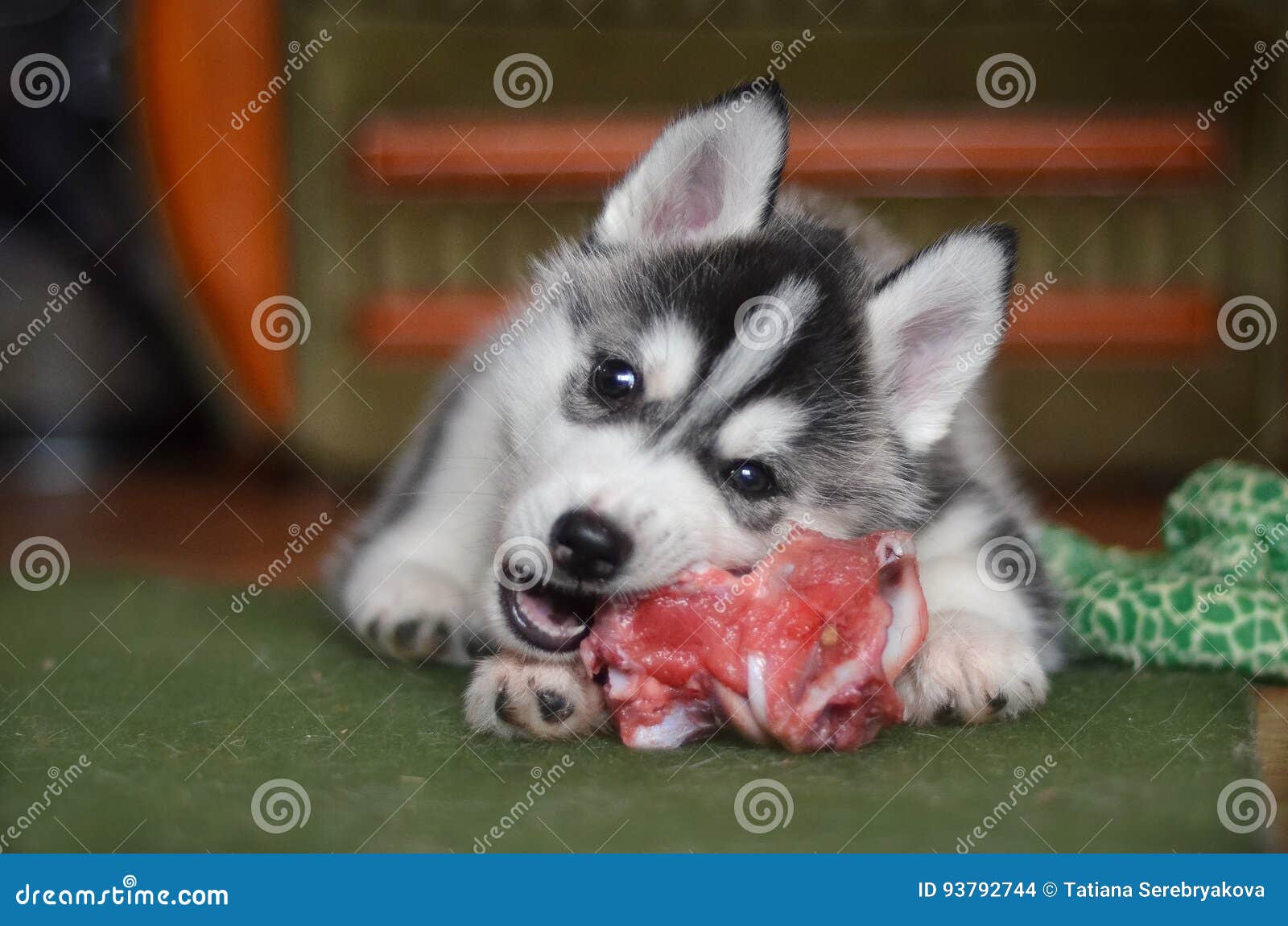 siberian husky dog puppy eating meat bone