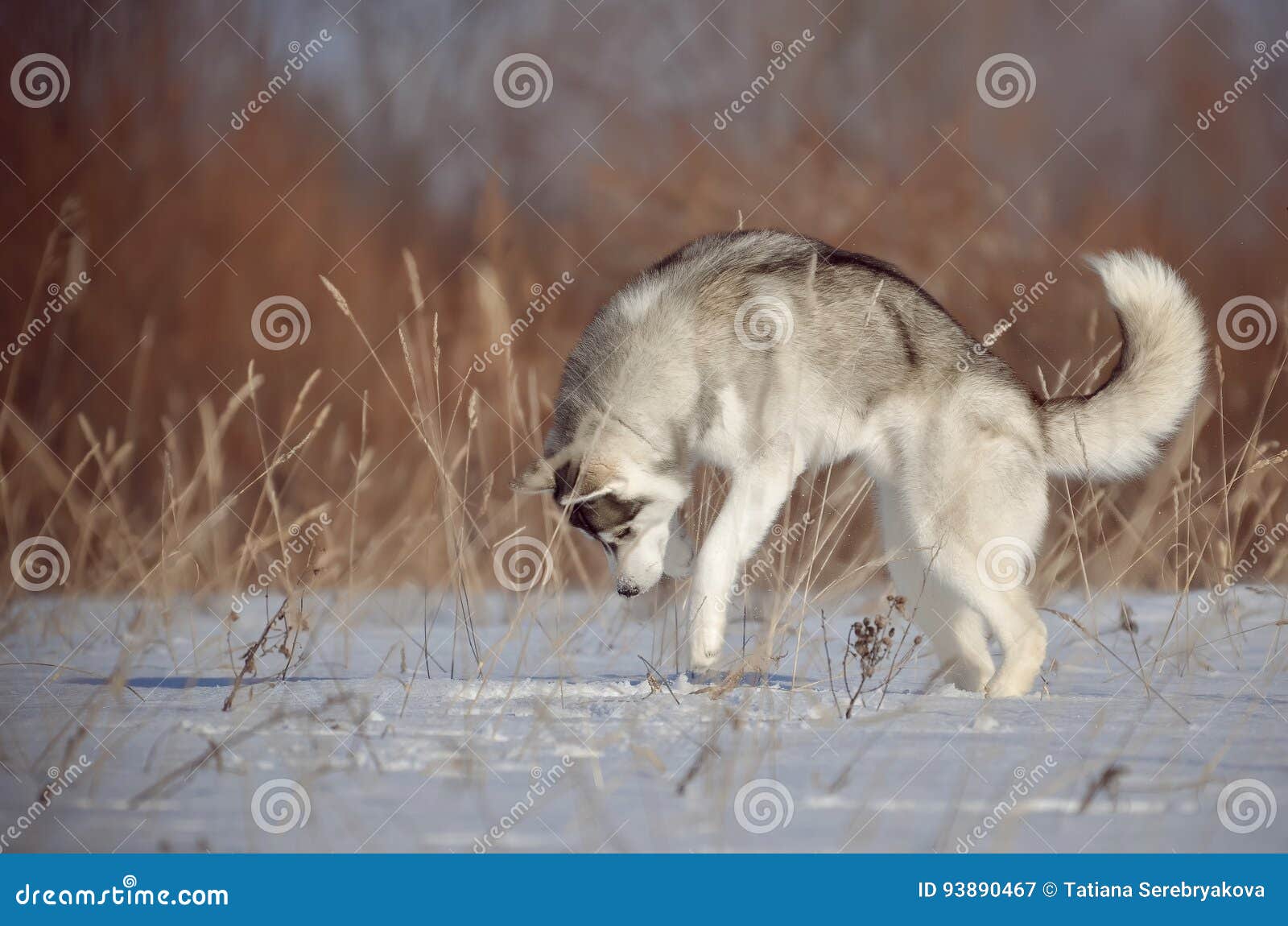 husky hunting