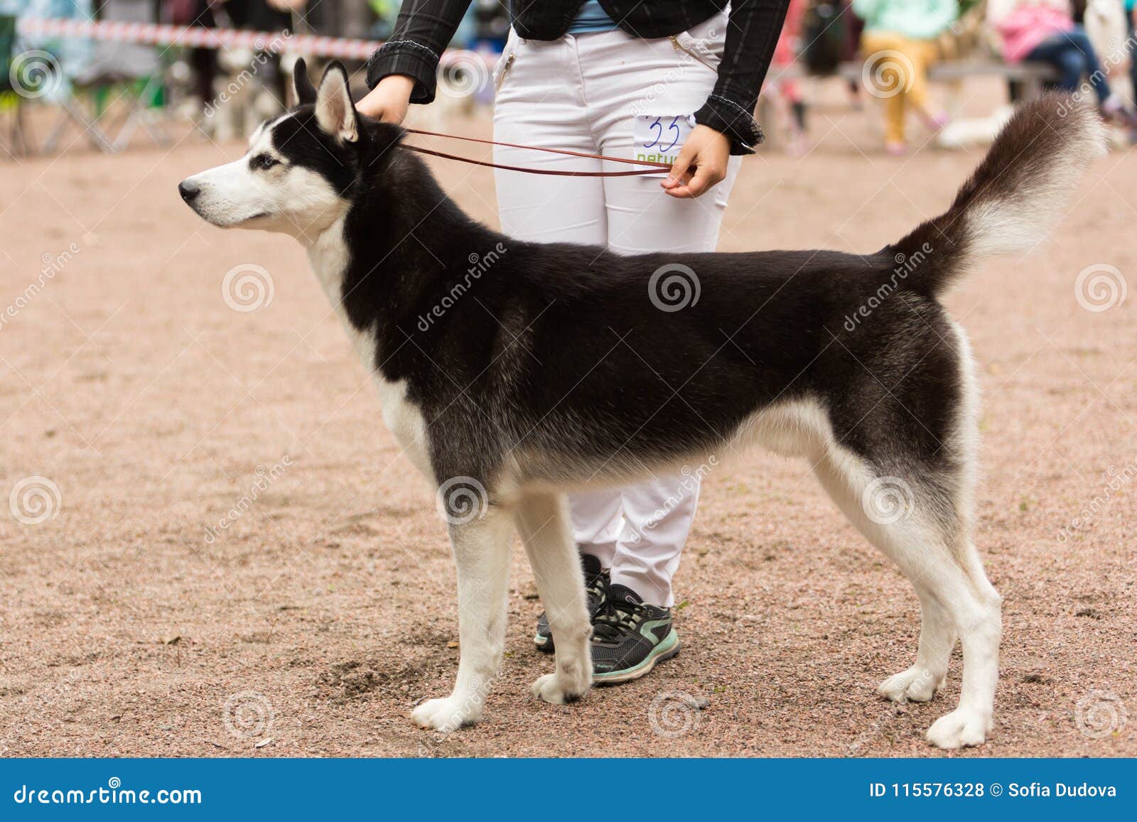 Siberian Husky at a Dog Show Editorial Stock Photo Image of show
