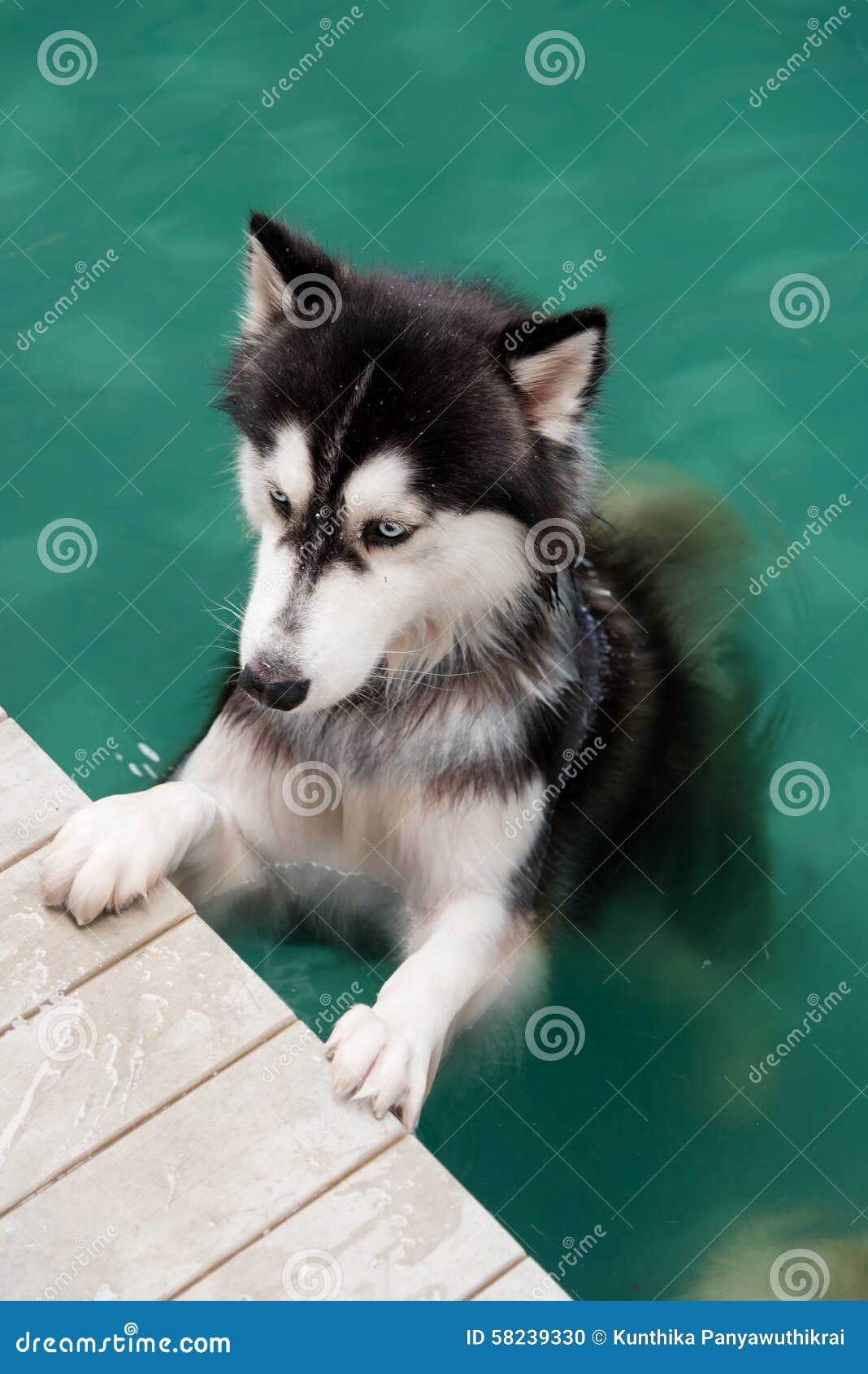 husky swimming pool