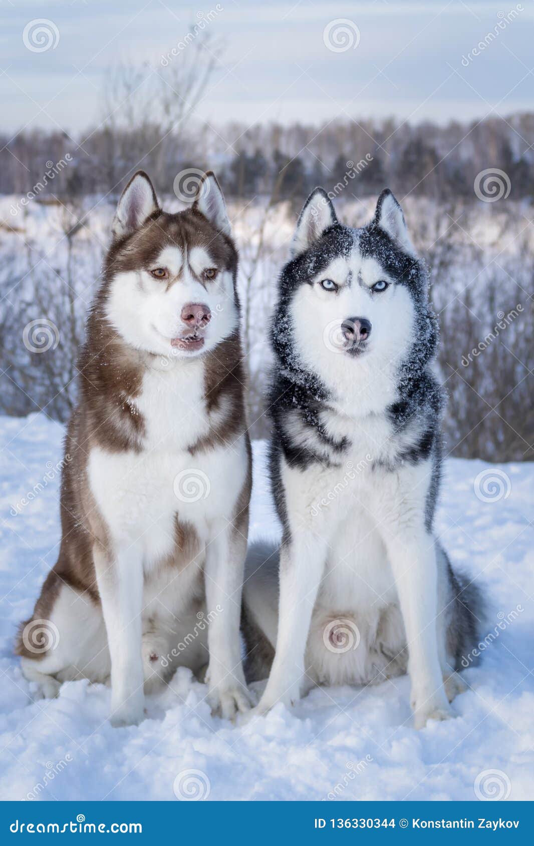 blue huskies