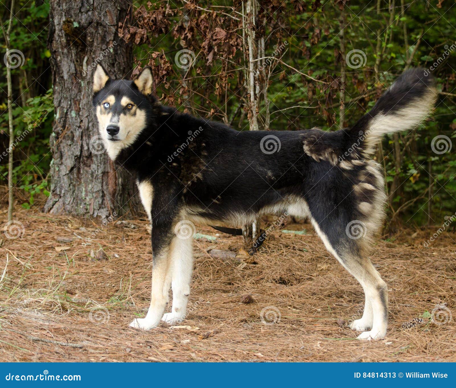 german shepherd husky mix with blue eyes