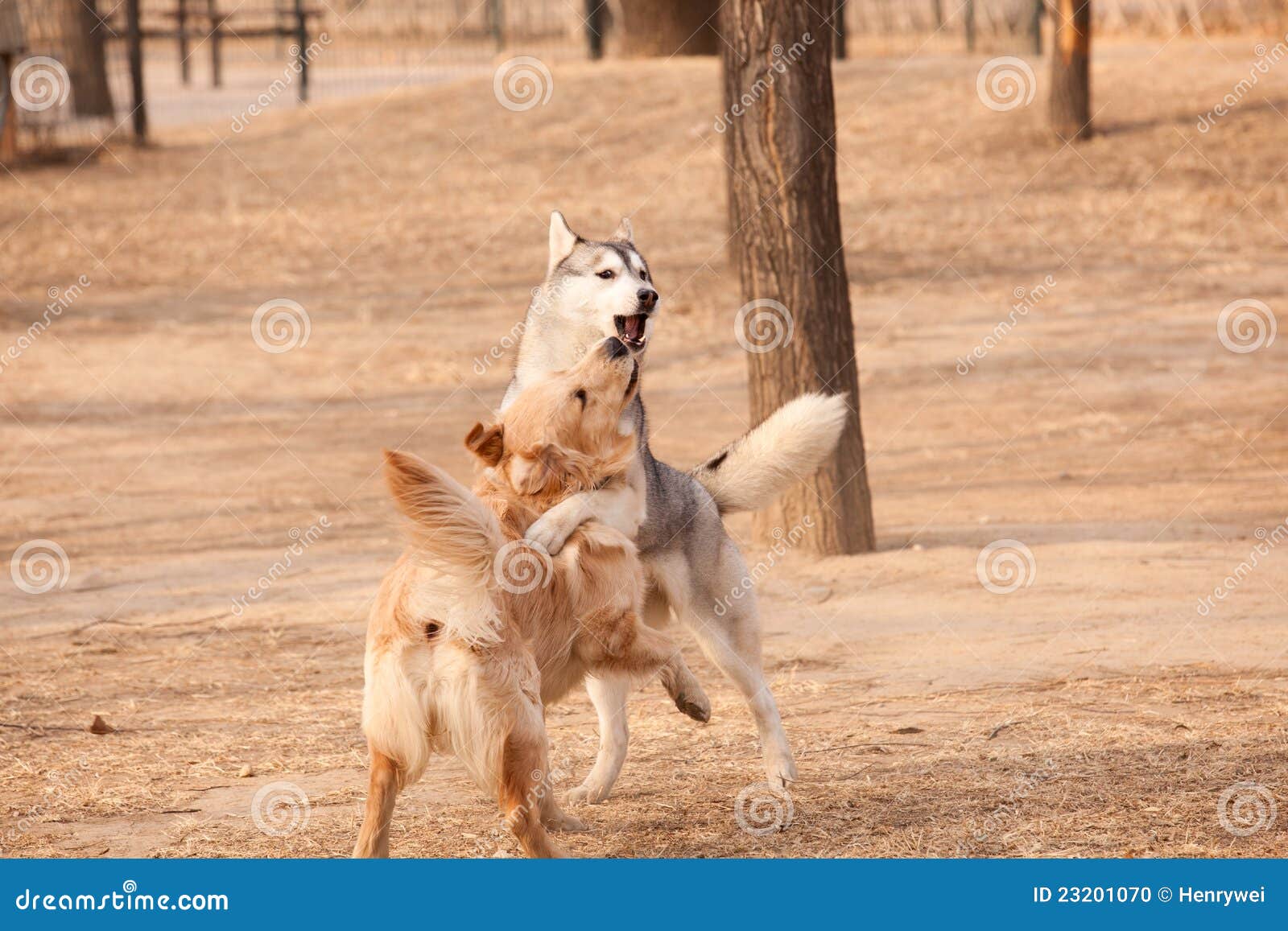 Golden husky 2025