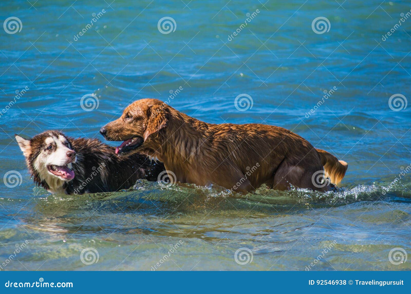 siberian husky and golden retriever puppies swimming on the shore sea splashing water