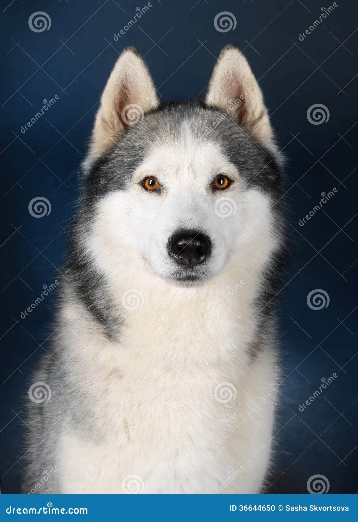 Siberian Husky stock photo. Image of smart, attentive - 36644650