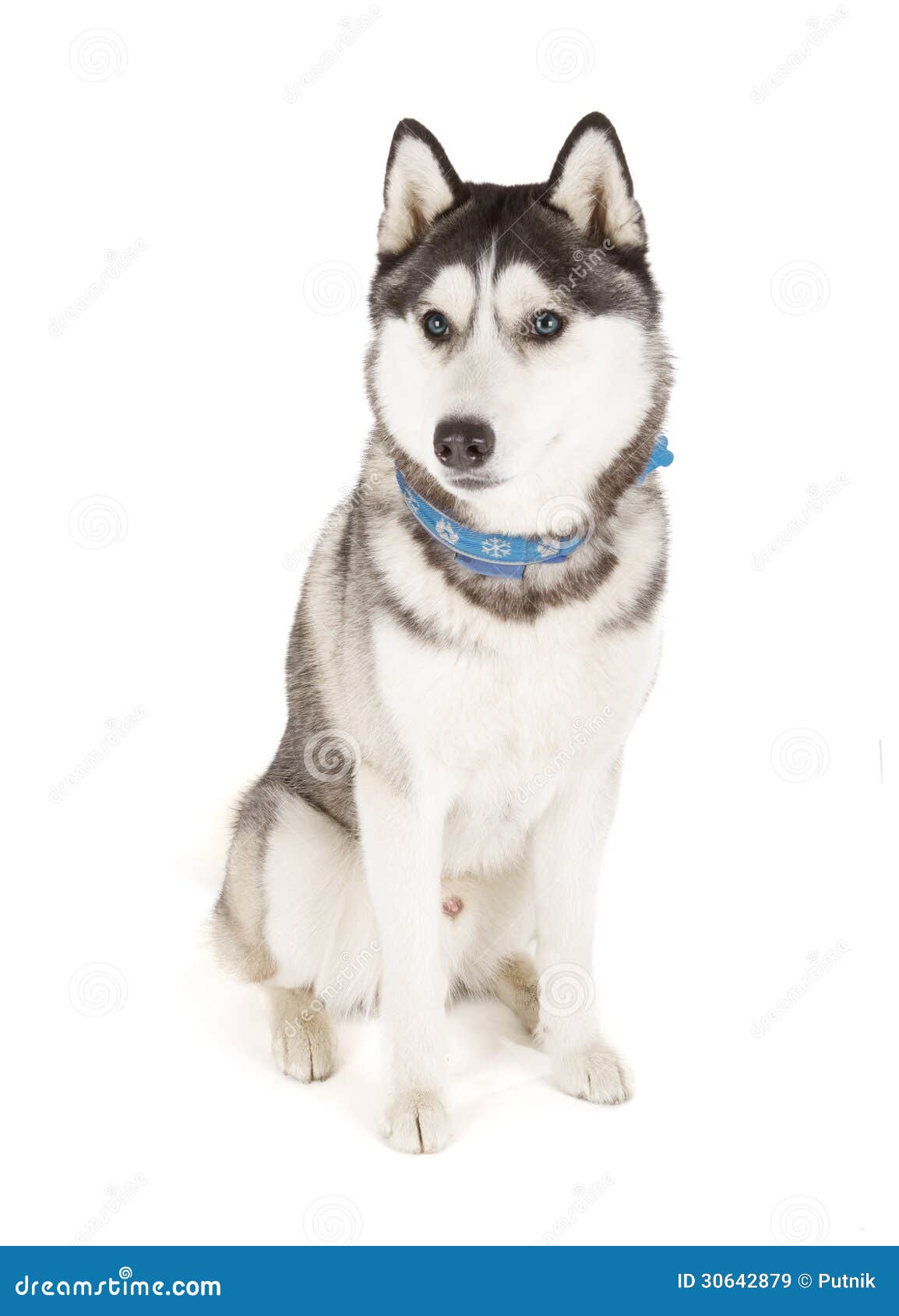 Image Result For Siberian Husky X Wolf Image Result For Siberian Husky X Wolf