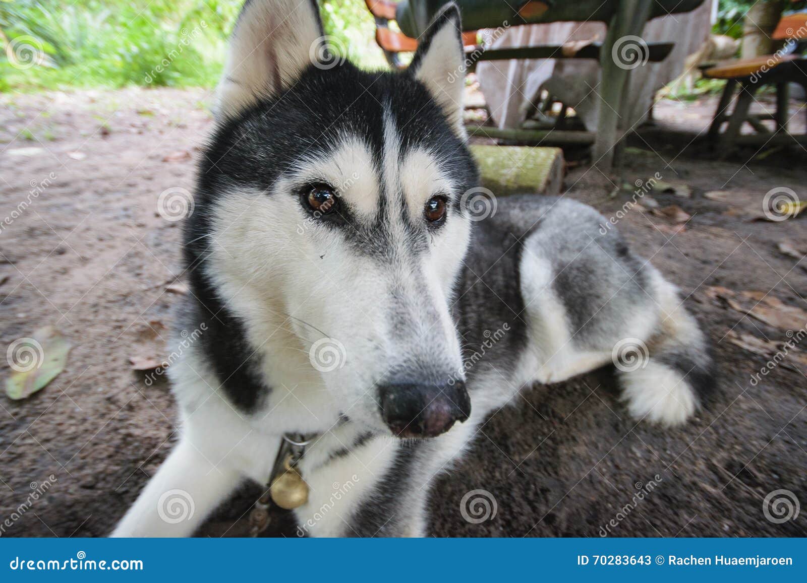 Are Siberian Husky Noisy