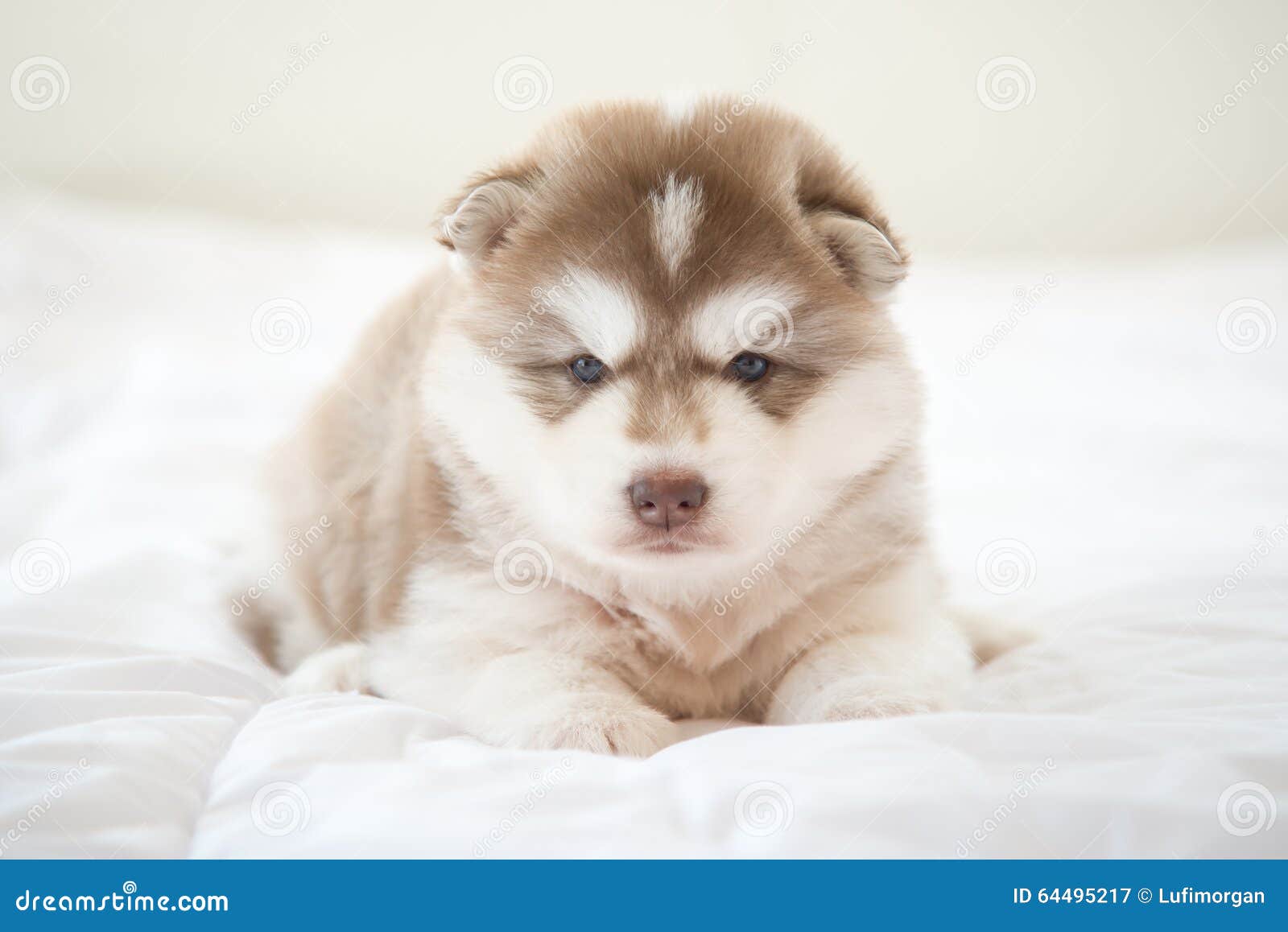 Siberian Husky Lying on White Bed Stock Image Image of space, sleep