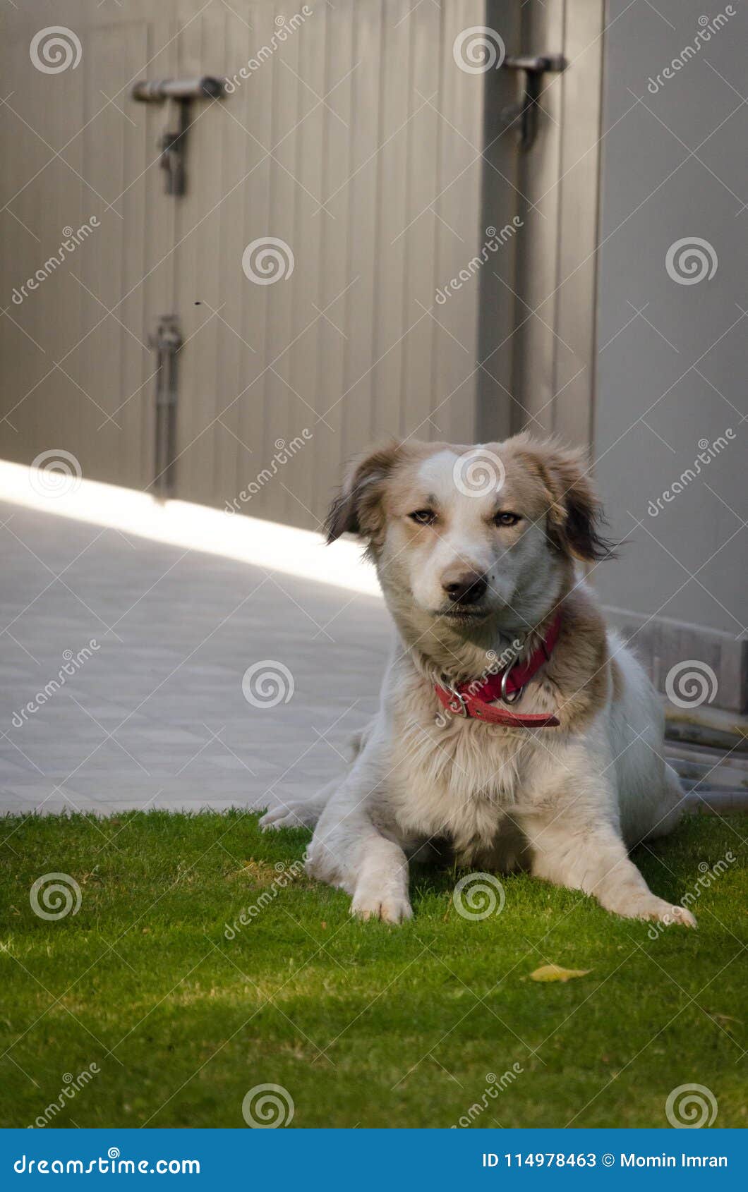 Funny Golden Retriever Siberian Husky Mix Puppies