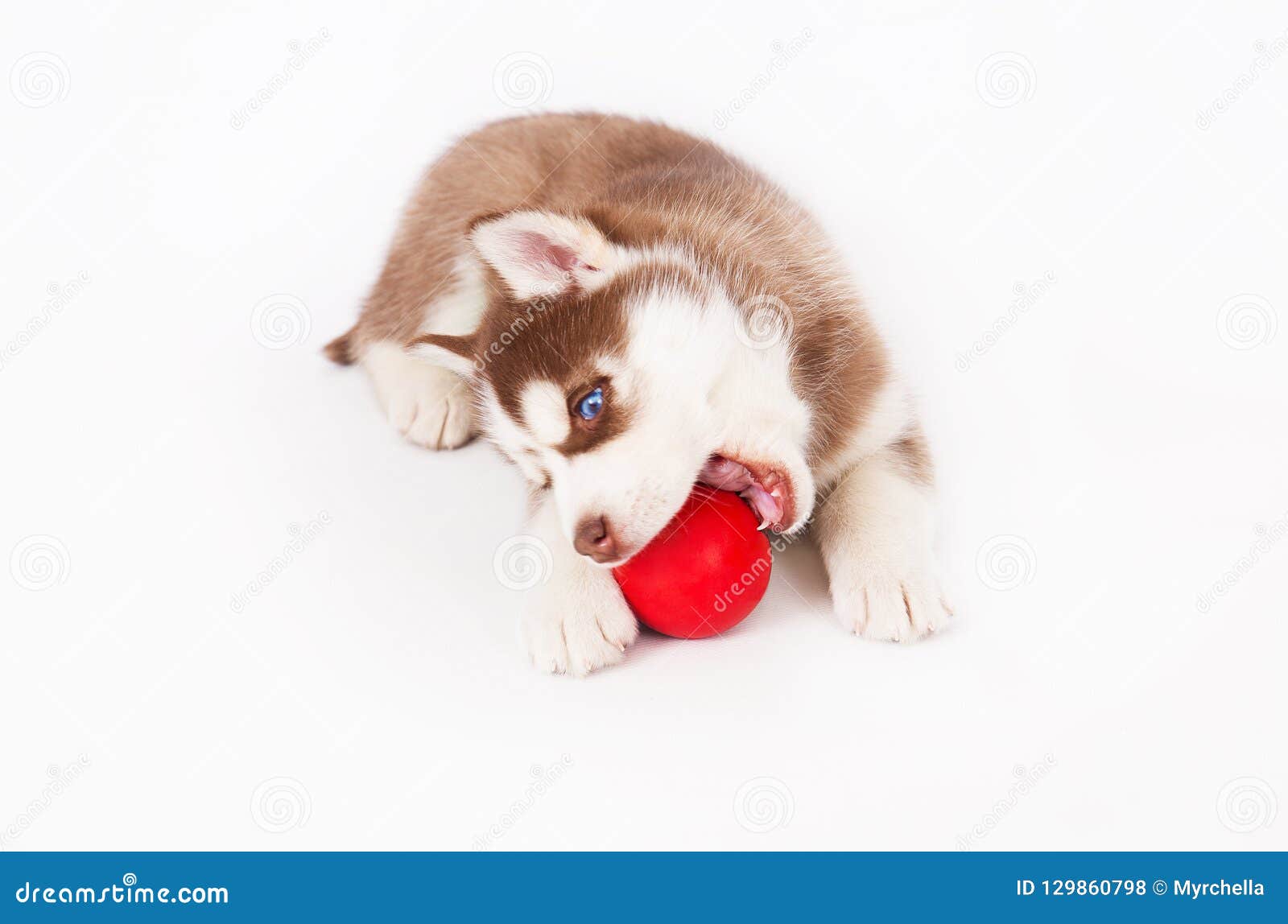 white and gold husky