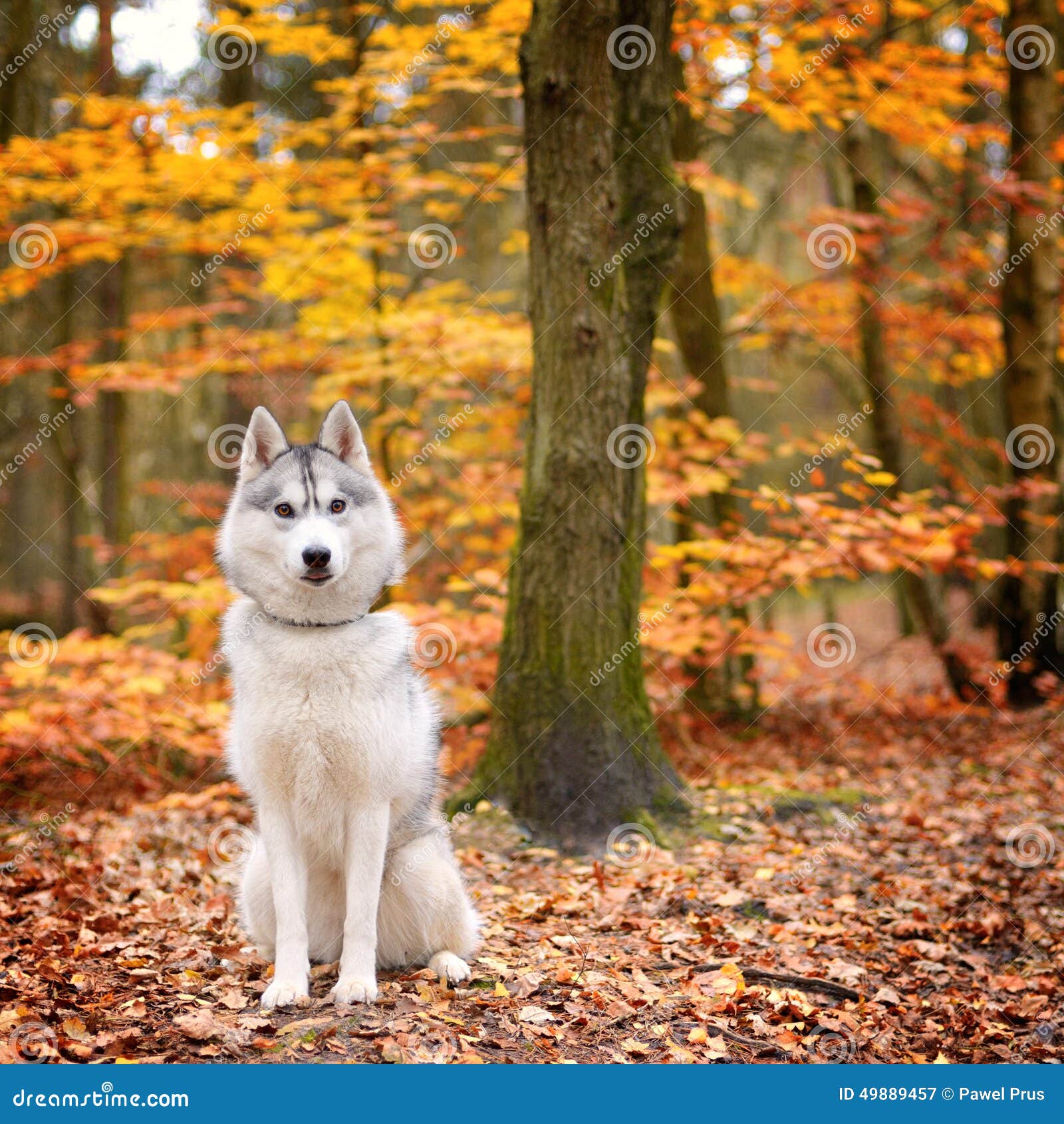 siberian husky