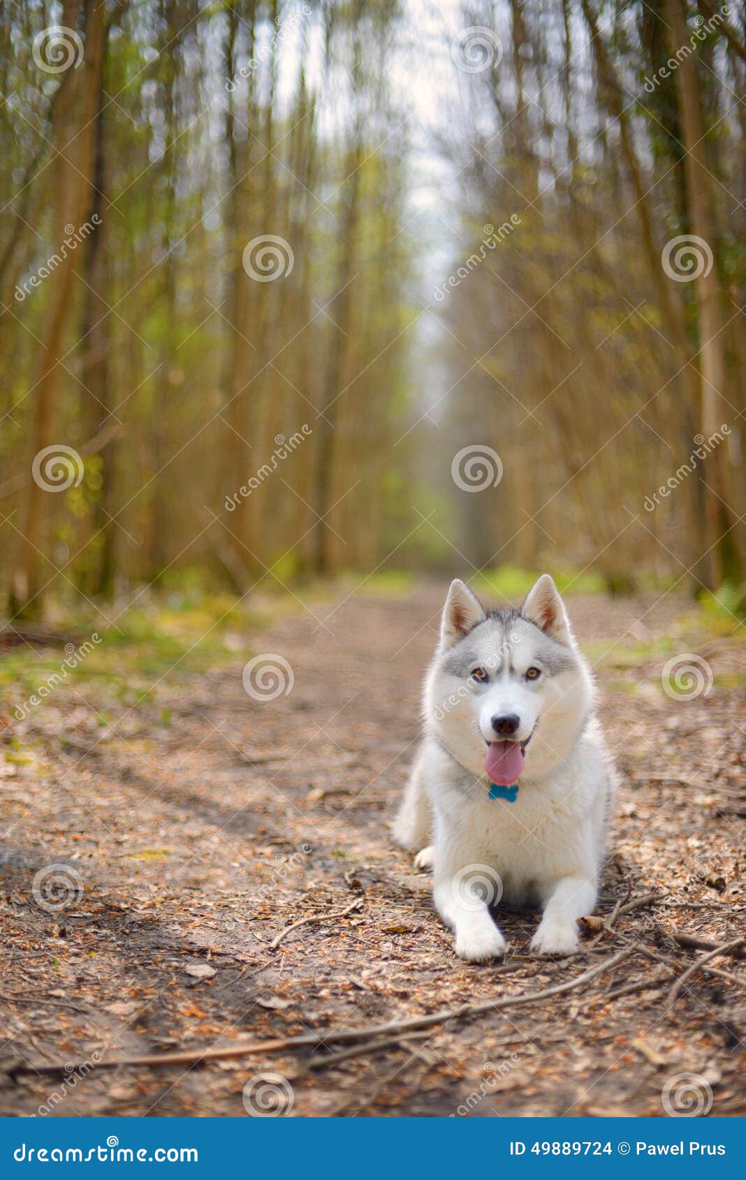 siberian husky