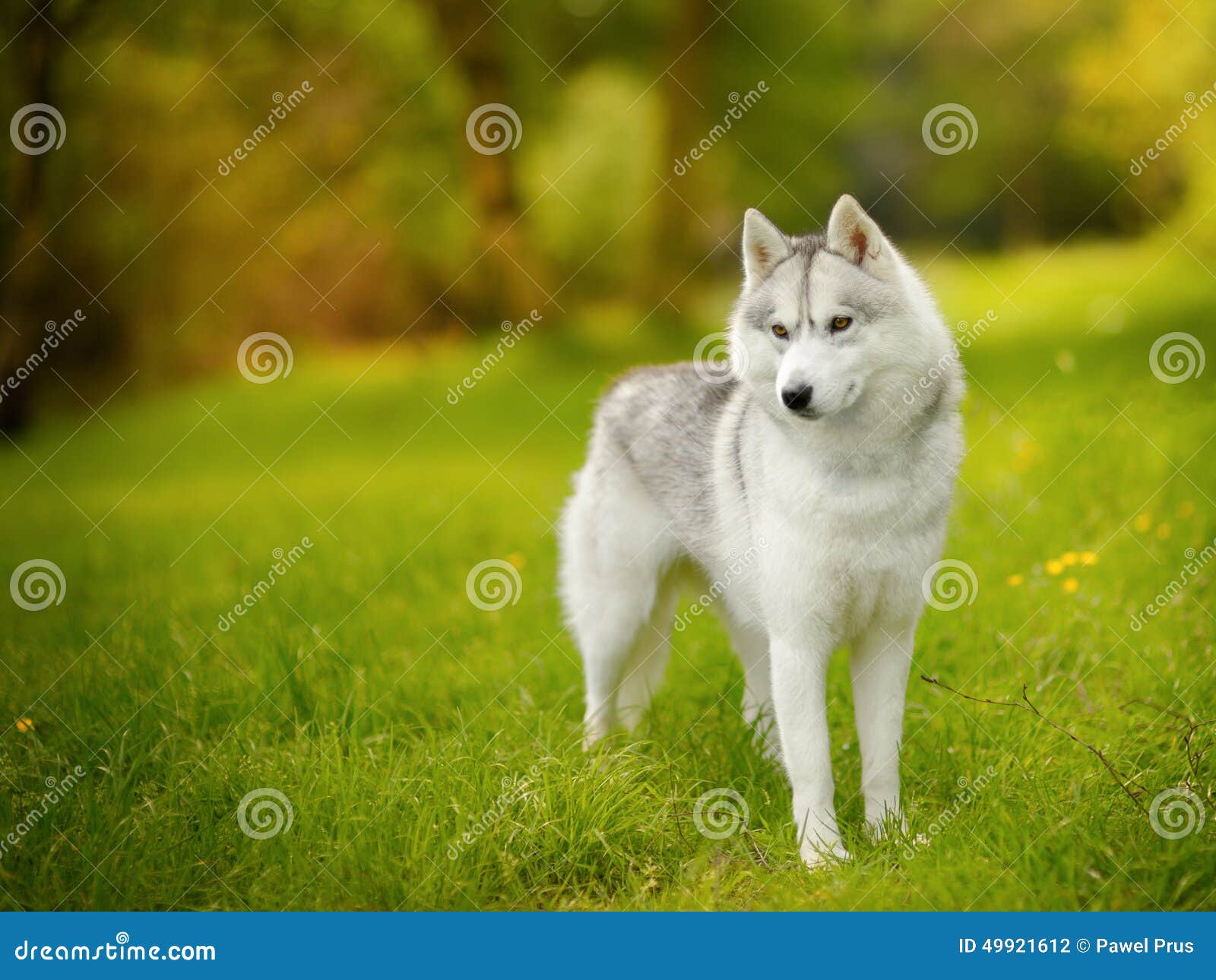 siberian husky