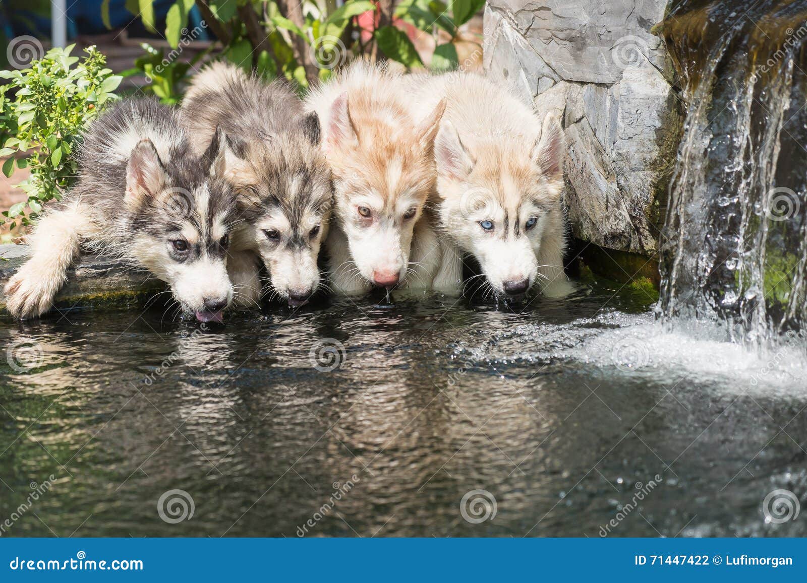 Siberian Husky Puppies Drinking Water Stock Photo Image of brown
