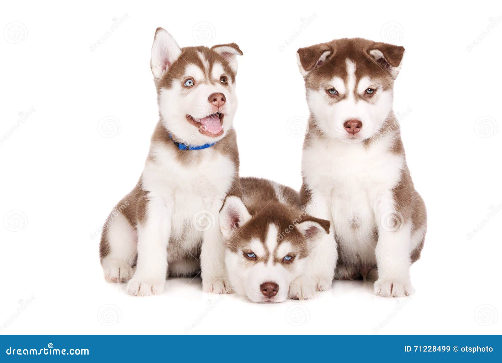 Siberian Husky Puppies Posing on White Stock Image Image of