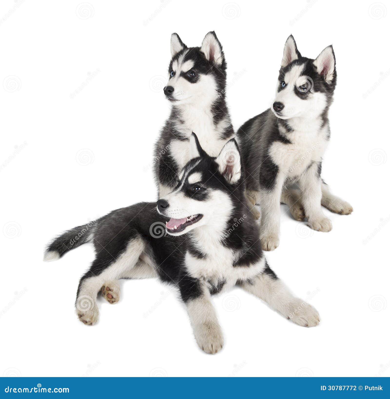 Filhote de Husky Siberiano foto de stock. Imagem de preto - 30787772, image size:1600x1638