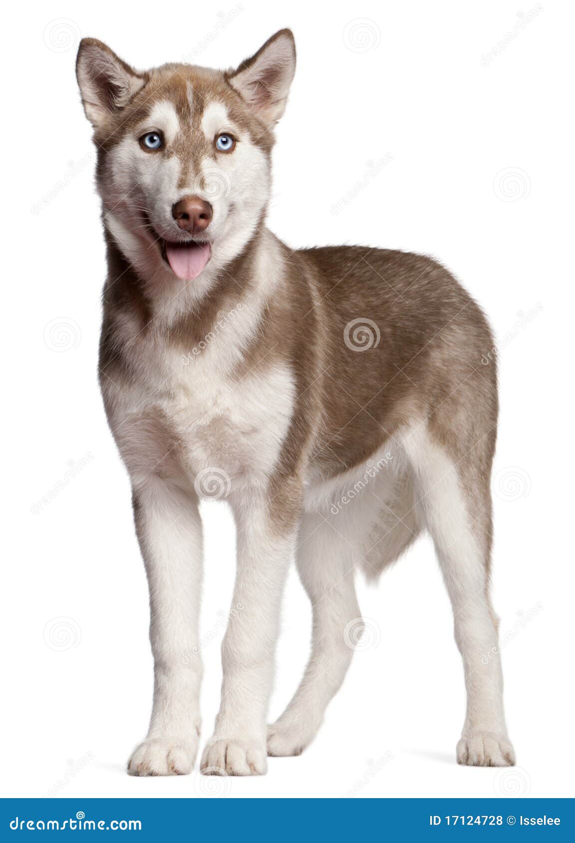 Siberian Husky 4 Months Old, Stock Photo - Image pedigreed: 17124728