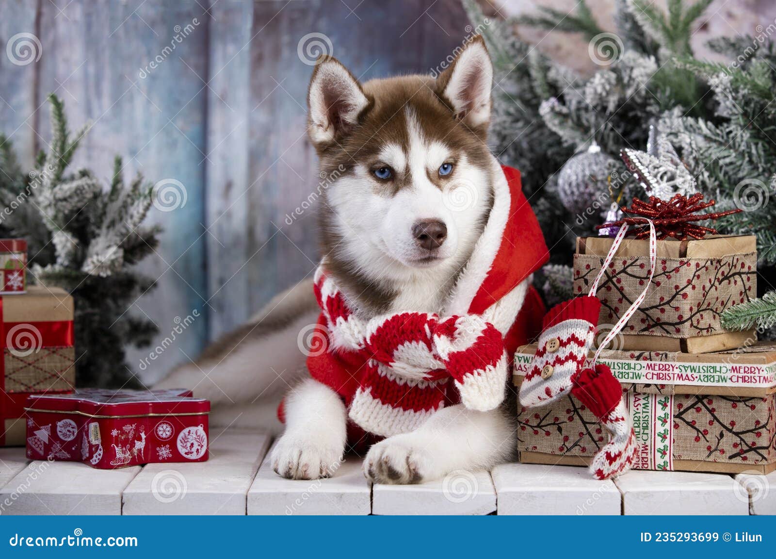 Siberian Husky Puppy, Puppy Christmas Dog Stock Image - Image of calendar, packaging: 235293699 Siberian Husky Puppy, Puppy Christmas Dog Stock Image - Image of calendar, packaging: 235293699
