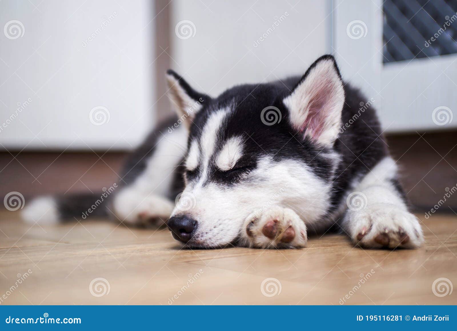 where should my husky puppy sleep