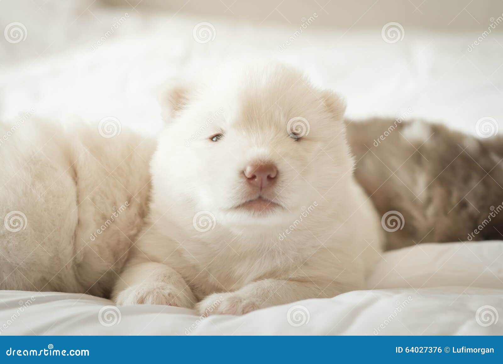 Siberian Husky Puppy Sleeping on White Bed Stock Photo Image of space