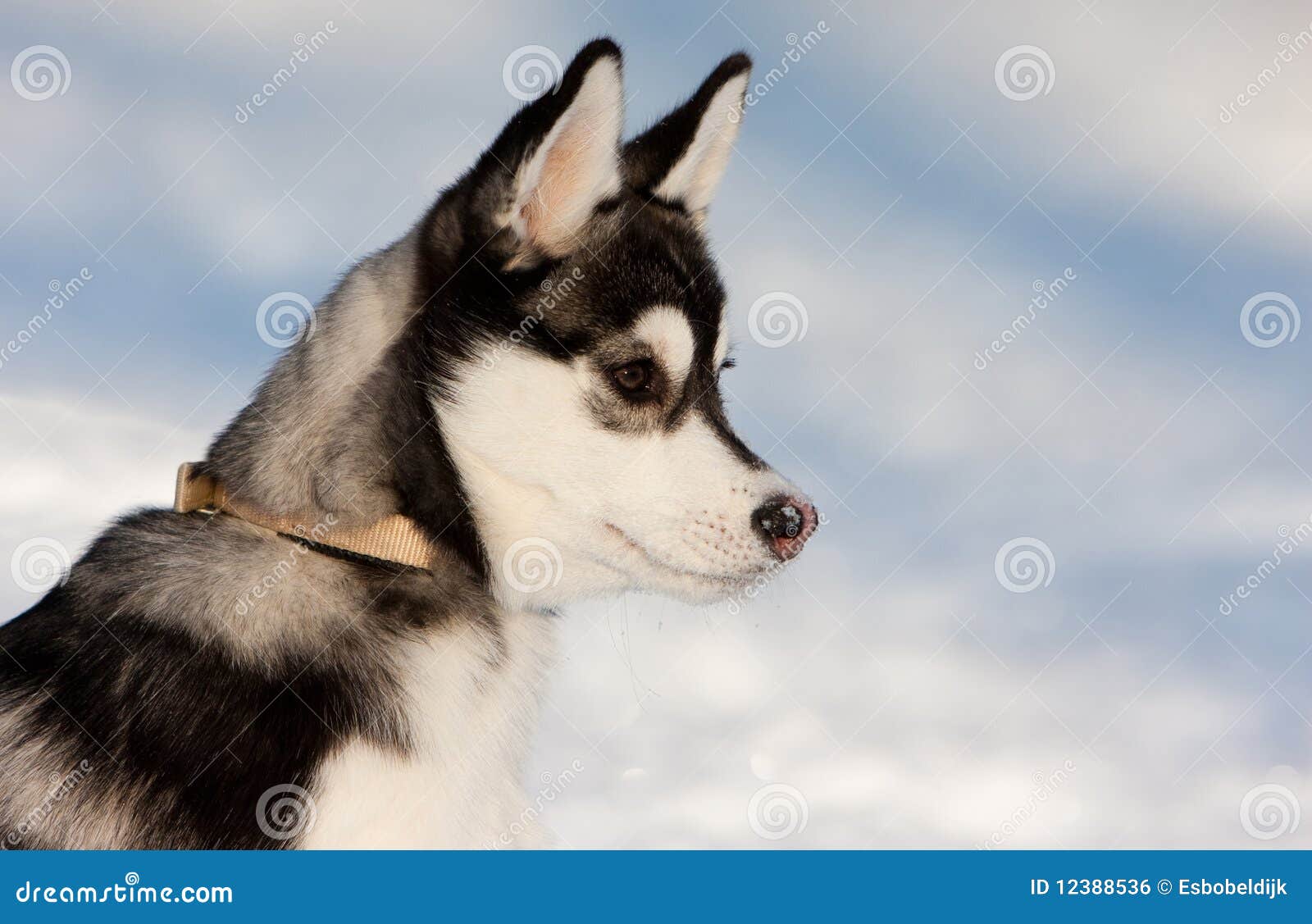 Siberian Husky Puppy in Snow Stock Photo Image of outside, coat 12388536