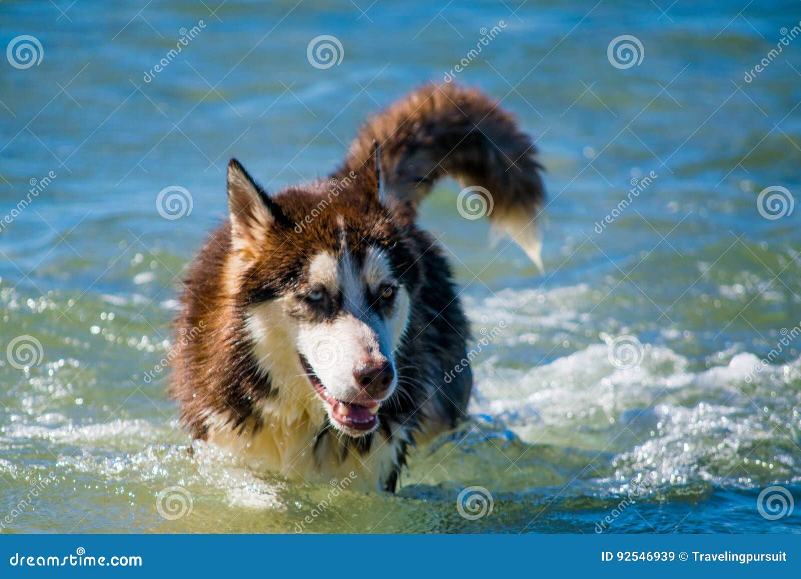 siberian husky puppy swimming on the shore sea splashing water