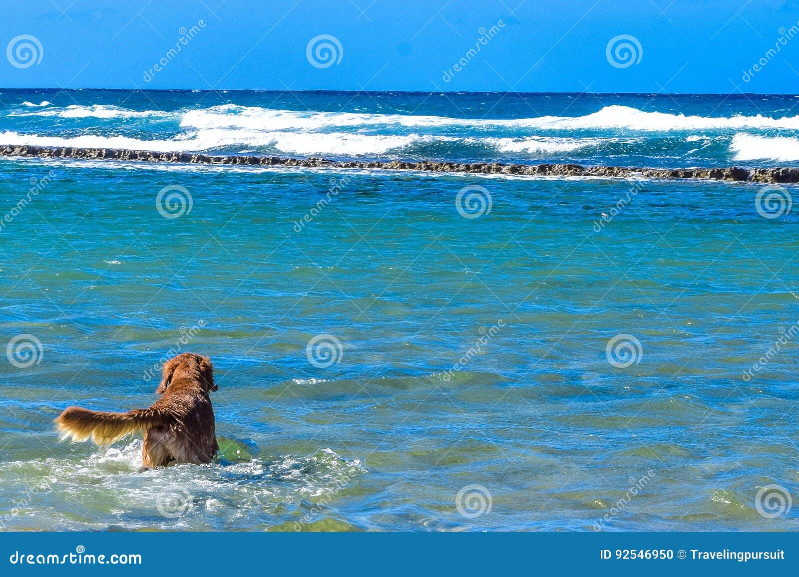 siberian husky puppy swimming on the shore sea splashing water